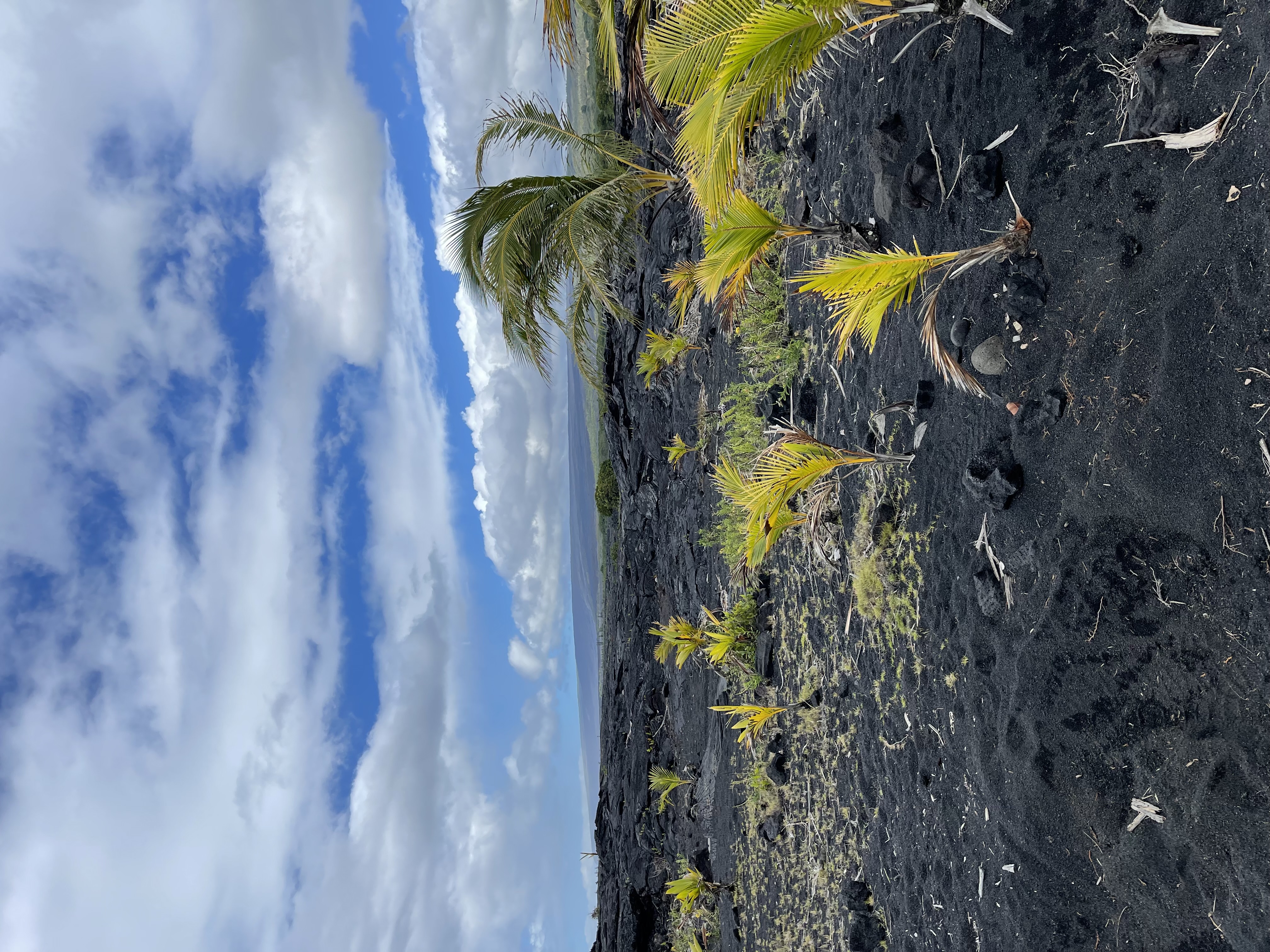Punaluʻu black-sand beach with palms