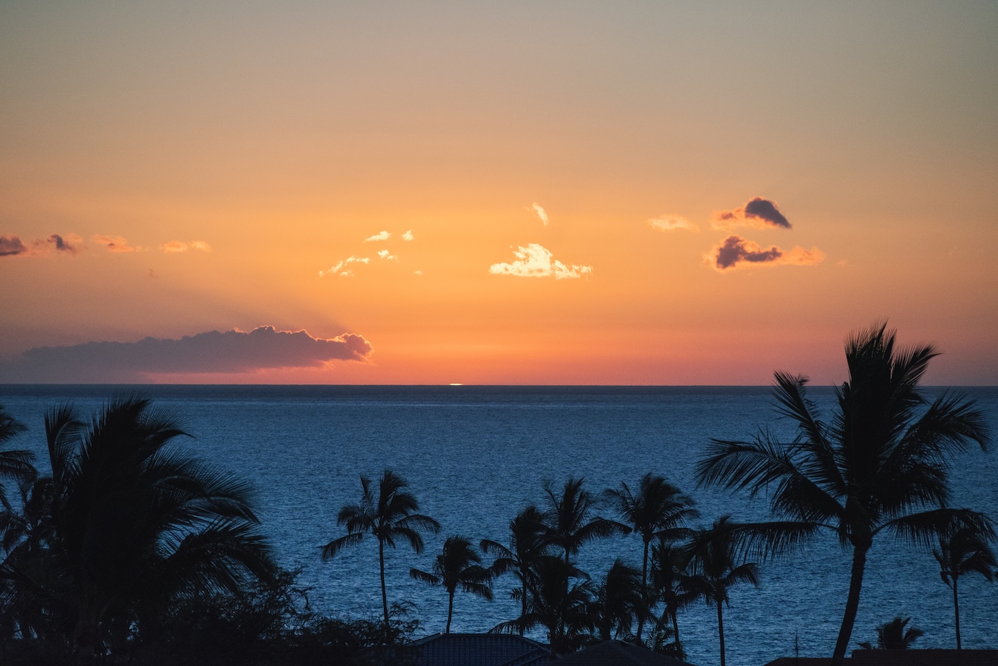 Golden sunset over Kona coast with palm tree silhouettes Big Island Hawaii